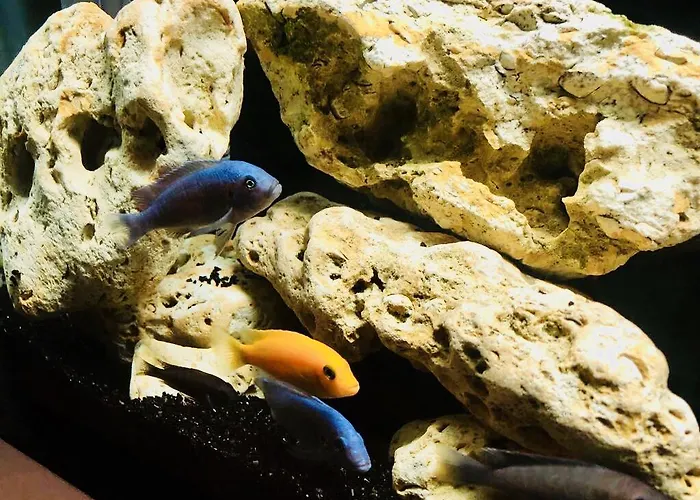 Pensiune Timona Confort Eforie Nord