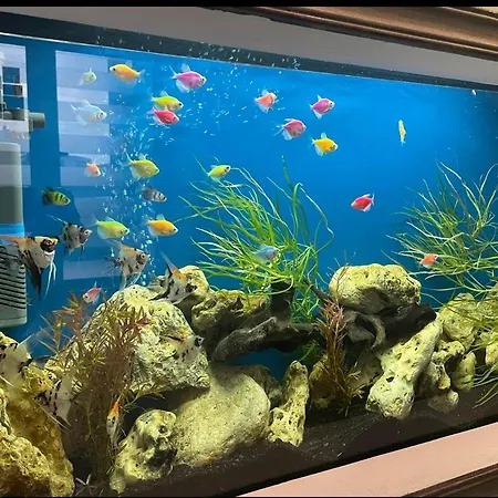 게스트하우스 Timona Confort