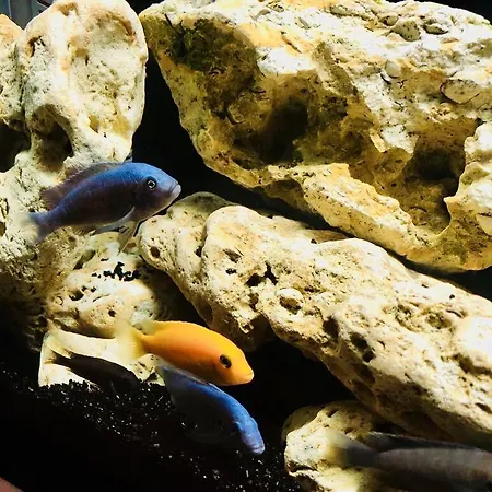 Pensiune Timona Confort Eforie Nord