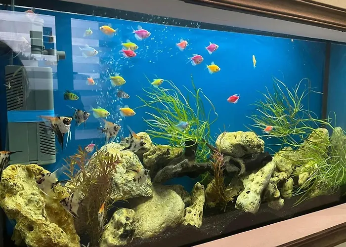 בית הארחה Timona Confort